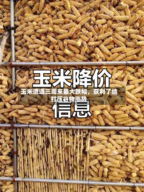 玉米遭遇三周来最大跌幅，获利了结打压谷物涨势-第3张图片