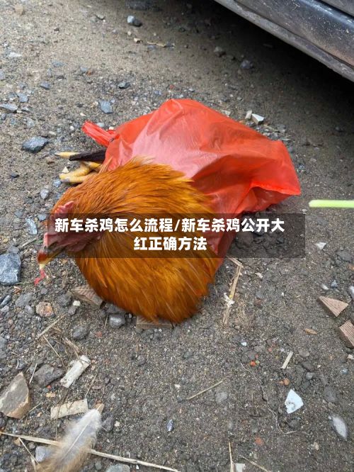 新车杀鸡怎么流程/新车杀鸡公开大红正确方法