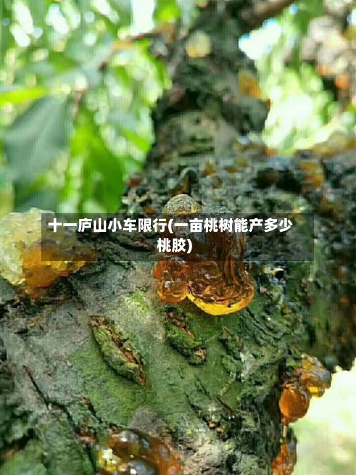 十一庐山小车限行(一亩桃树能产多少桃胶)